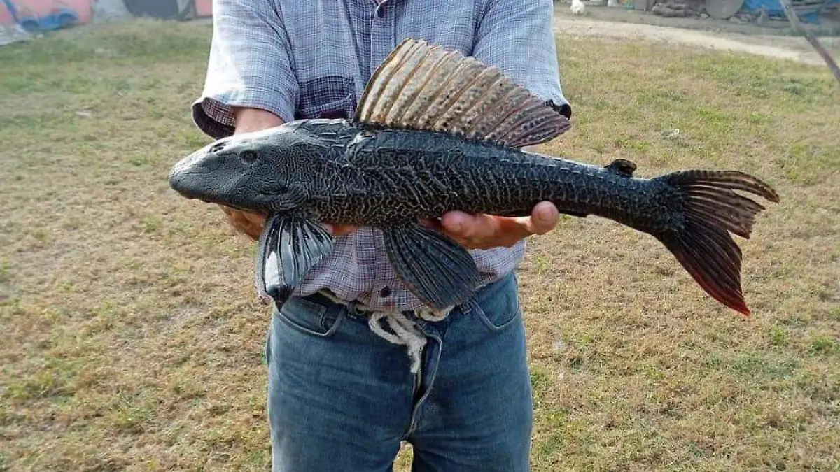 Al ser un potente depredador, el hypostomus plecostomus ha afectado la población de peces de consumo y comercialización, como las mojarras, incluso algunos crustáceos en sistemas lagunarios y ríos del sur de Tamaulipas y norte de Veracruz