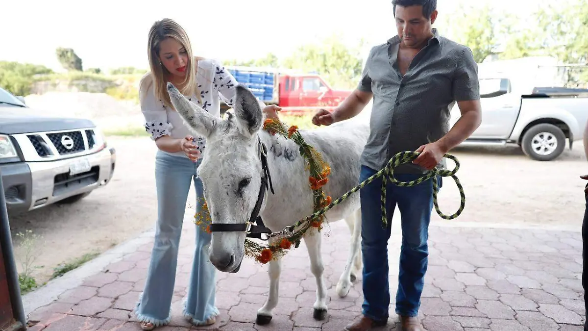 Rescatan a burrita en NLD y la adoptan en Nuevo León| Gobierno de Nuevo Laredo 