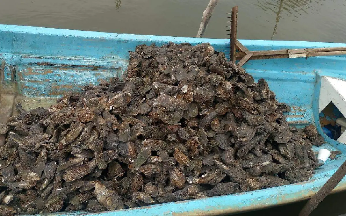 Un espécimen de casi dos kilos de peso fue capturado en Tampico Alto