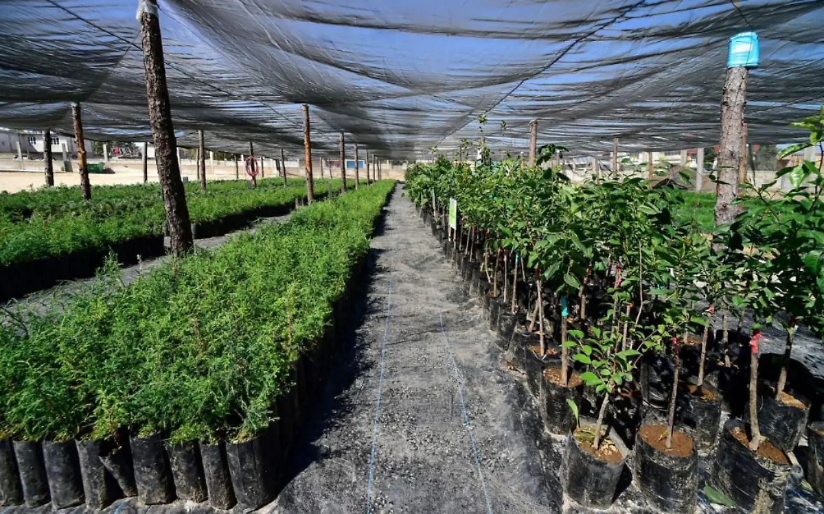 Captura de pantalla 2021-02-08 a las 10.37.56 a.m.