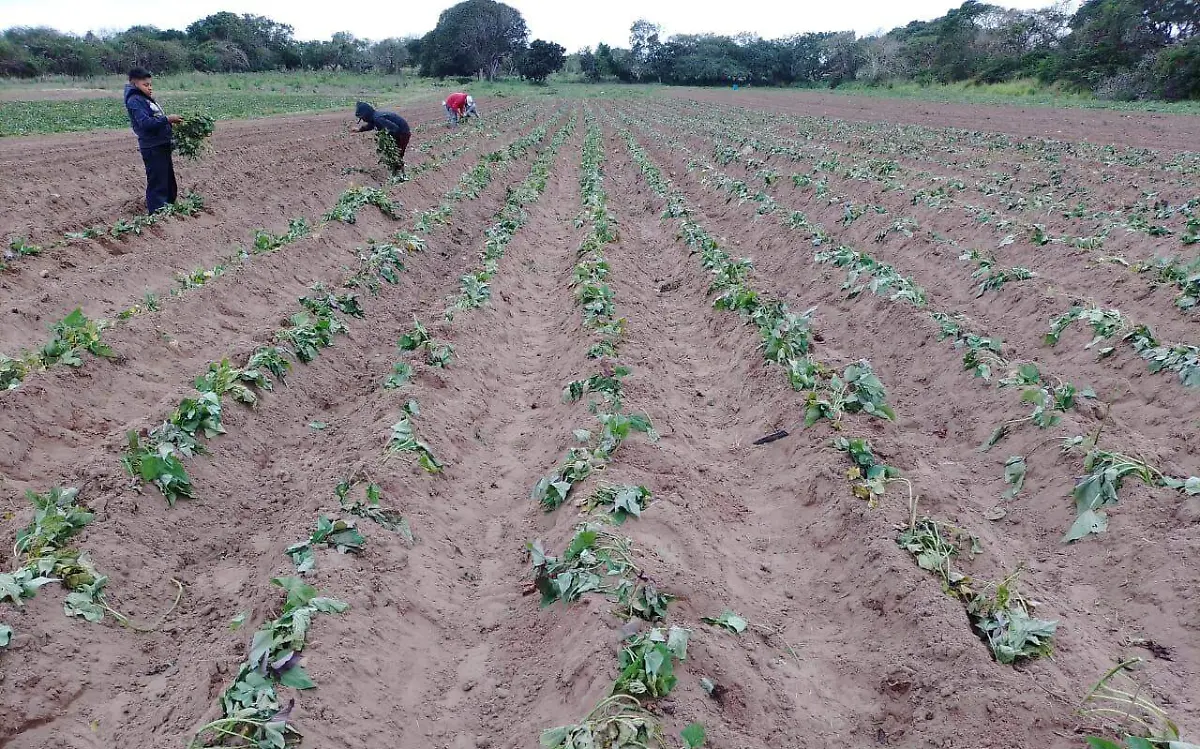 Cultivos que forman parte del programa Sembrando Vida están en riesgo en Tampico Alto y Pueblo Viejo, la falta de agua es crítica
