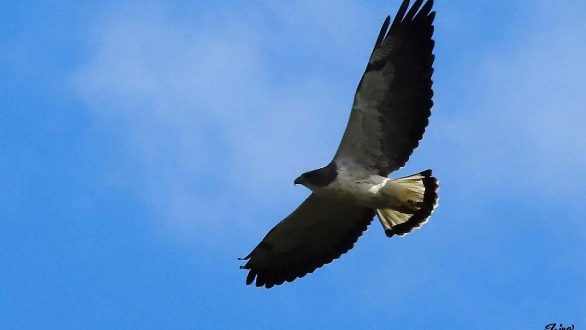 GGL AVES