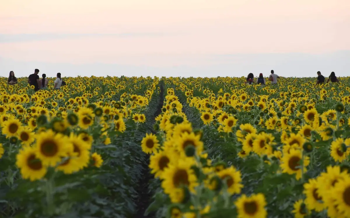 El campo de girasoles número tres de González será sede de un show artístico donde habrá hasta artistas de circo José Luis Tapia