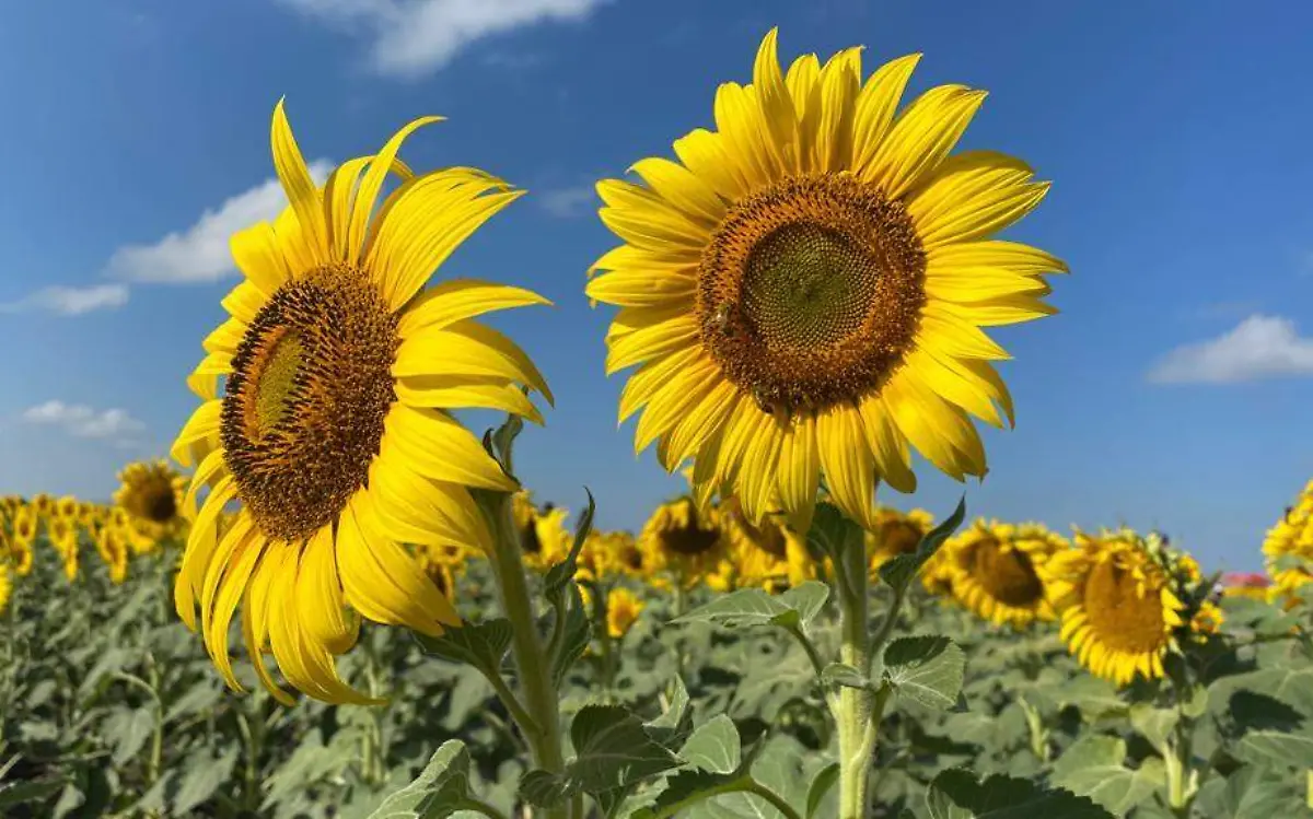 La temporada de girasoles en el campo de González, Tamaulipas está por terminar Carmen Jiménez (1)