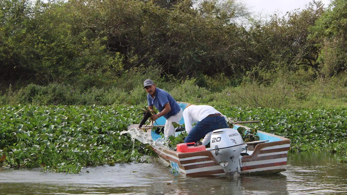 Una intensa jornada de limpieza de lirio en la laguna La Escondida se llevó a cabo en Tampico