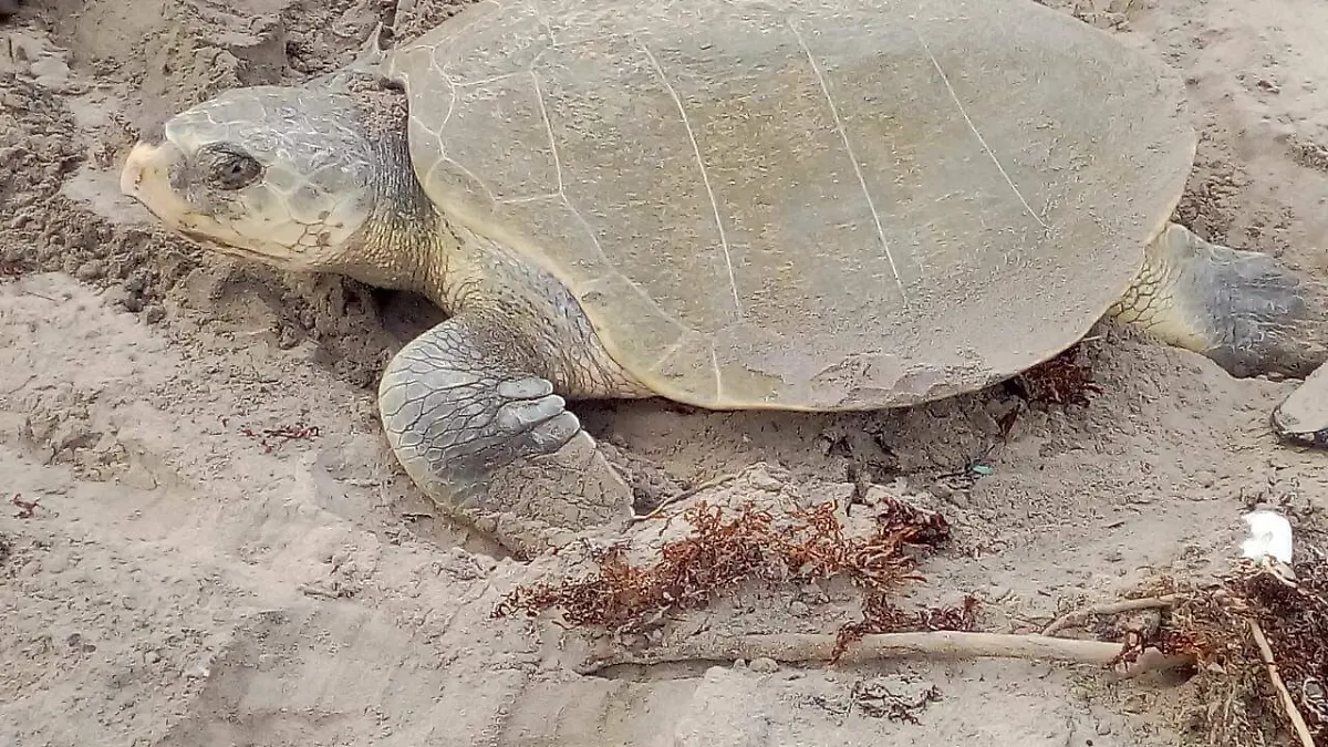 Se aseguraron tres nidos en corral y siete más en la zona de Playa Hermosa serán vigilados ante el arribo de tortugas
