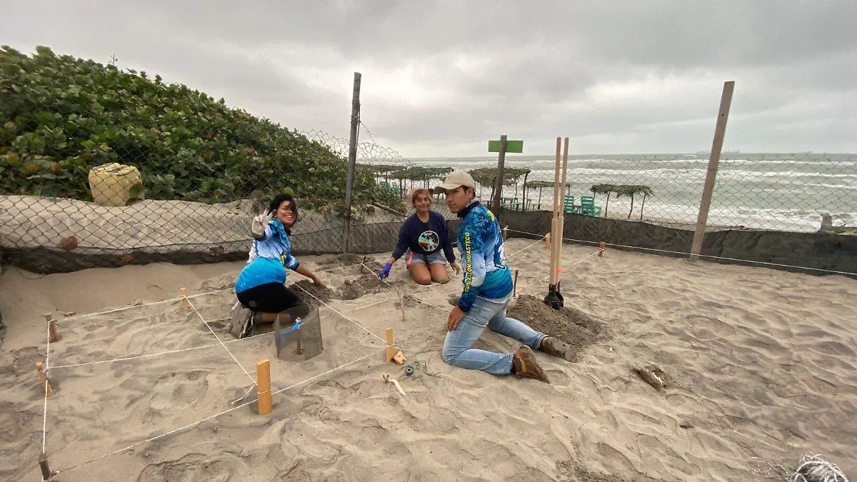 En la presente temporada de anidación, tortugas marinas llegan a Playa Hermosa