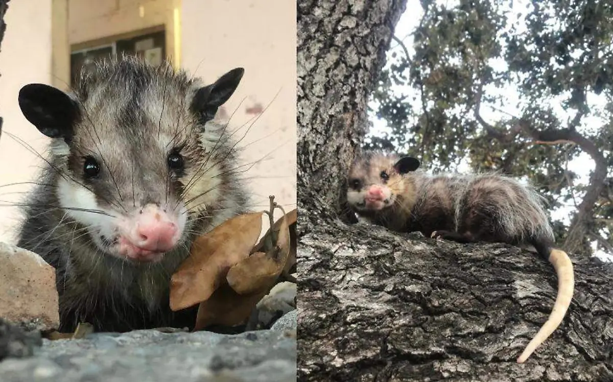 Durazno, el tlacuache, se extravió en Altamira y su dueño desea recuperarlo Facebook