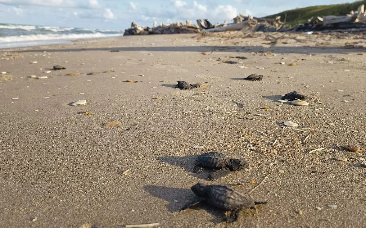 Inicia la liberación de tortugas lora en Pueblo Viejo Yadira Hernández (3)
