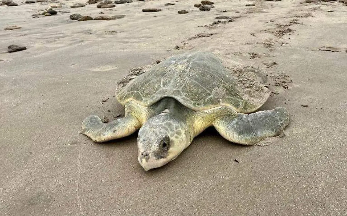 En plena Semana Santa aumentó el arribo de tortugas lora a las costas de Tamaulipas Antonio Cuervo