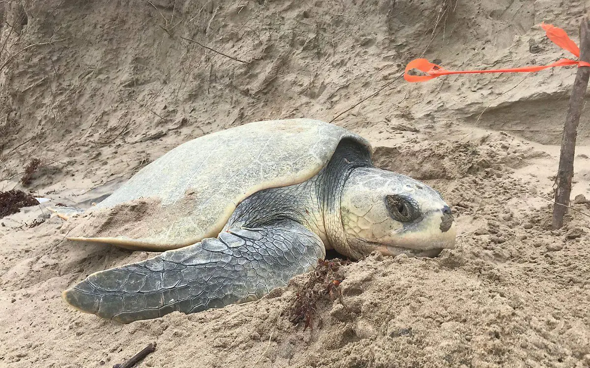 Campamento Tortuguero Caparazón Huasteco (1)