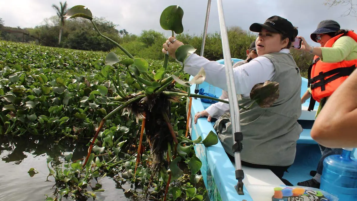 Unen esfuerzos organizaciones y pescadores para limpiar la laguna La Escondida de esta planta invasora