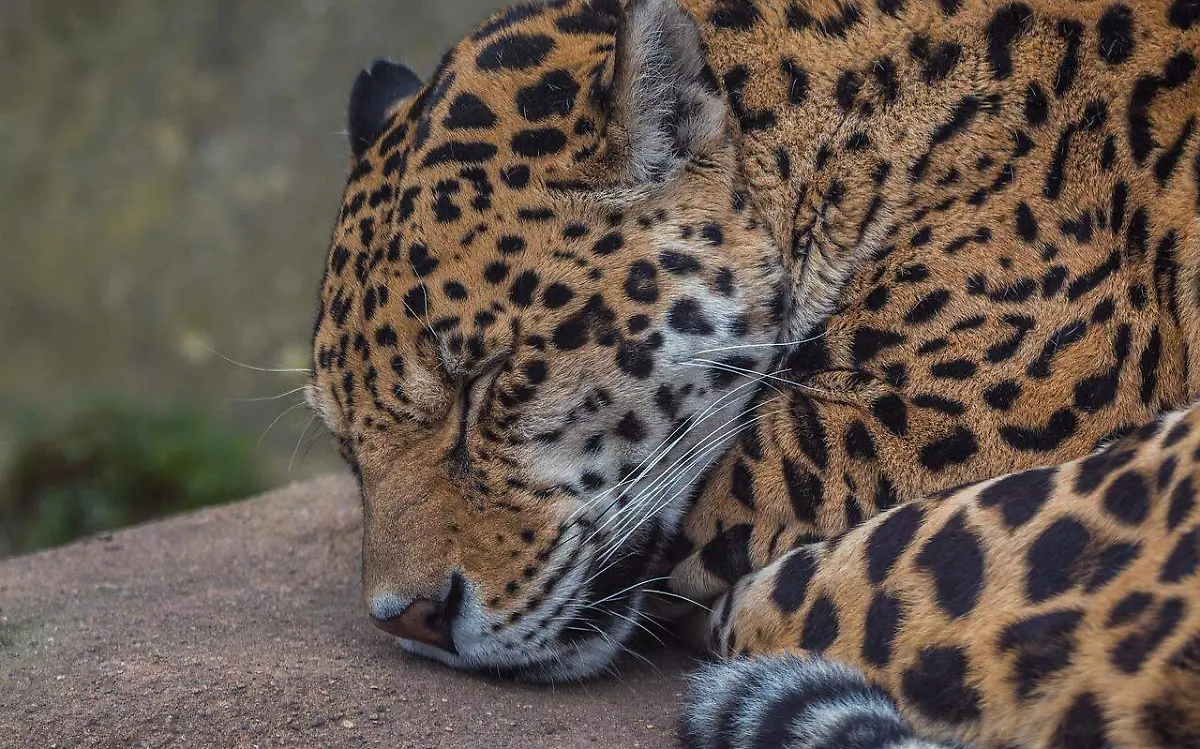 Arrollan cachorro de jaguar en Tampico Alto Pixabay