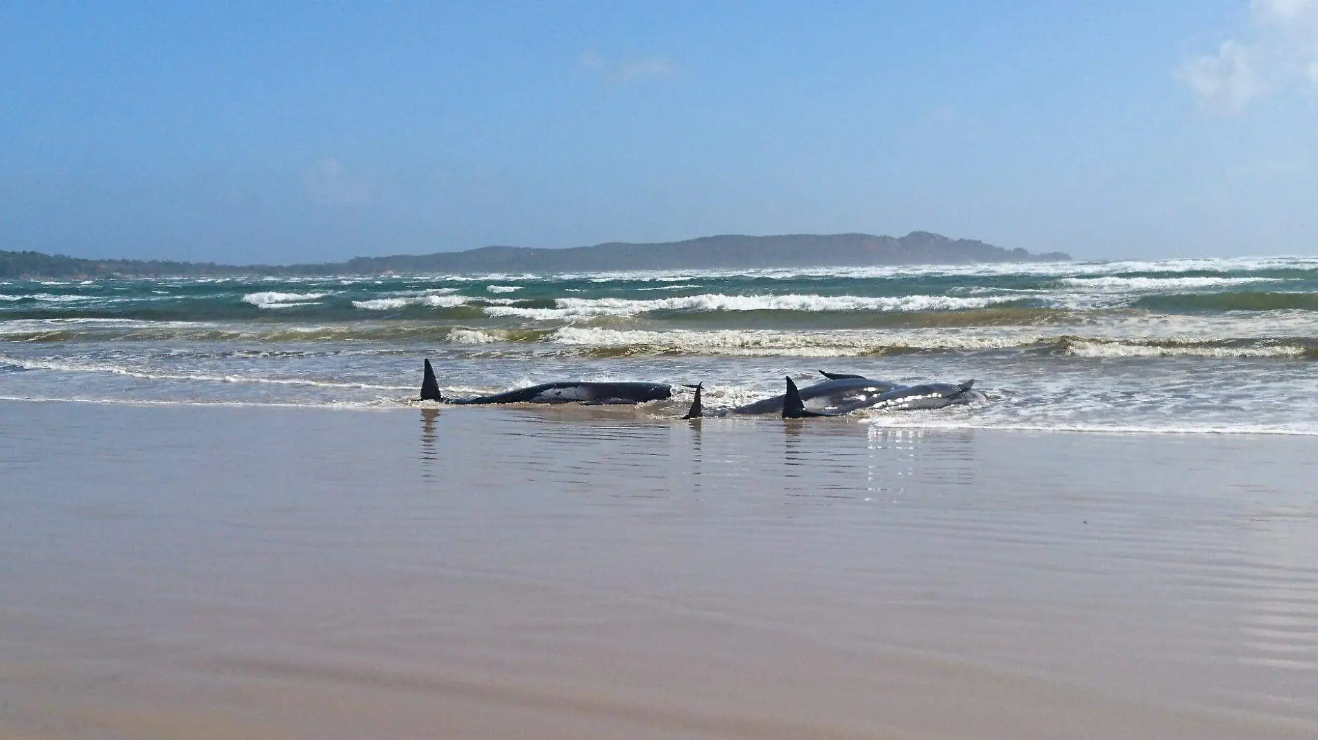 australia-ballenas-mueren-3-reuters