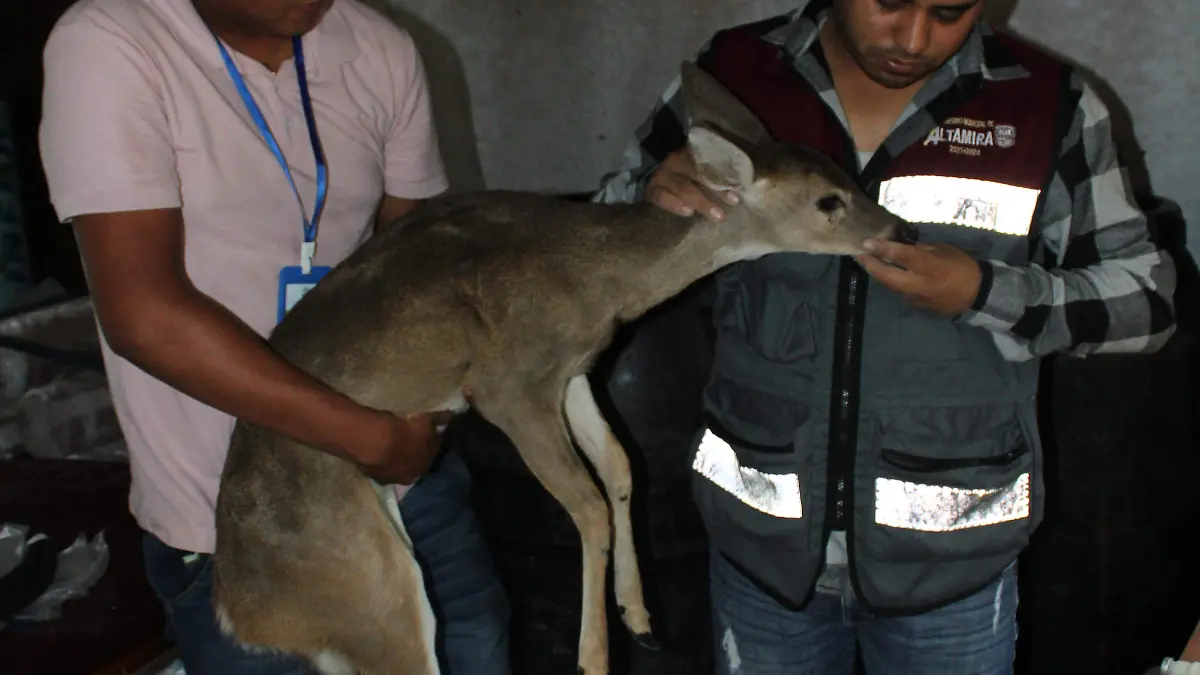 Personal de la Dirección de Bienestar Animal, así como de Ecología y Medio Ambiente, brindan los cuidados correspondiente a la venada de cola blanca