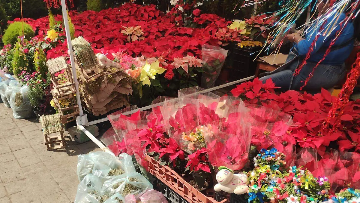 En México la nochebuena se empezó a ser utilizada en los nacimientos o belenes