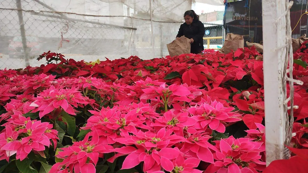 Joel Robert Poinsett sacó esta flor de México y la registró como poinsettia