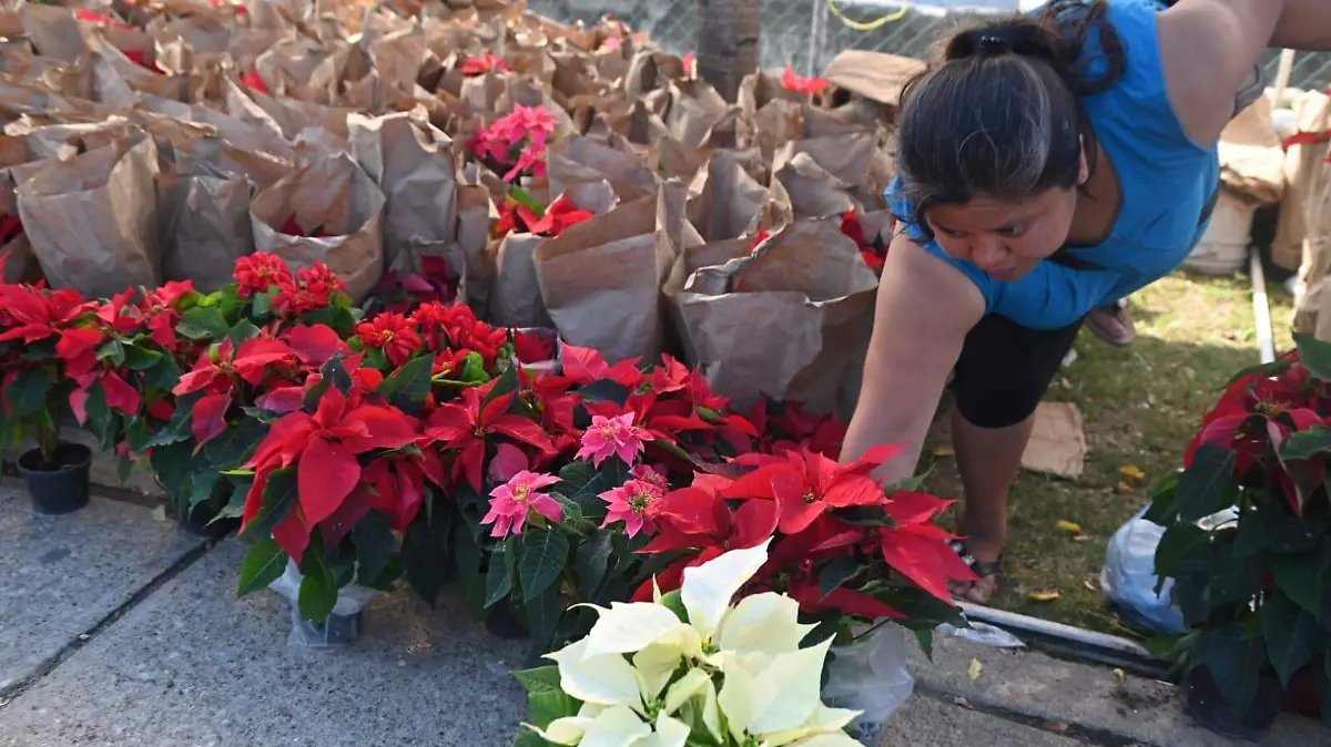 La nochebuena es el símbolo de la Navidad que salió por Altamira para conquistar el mundo