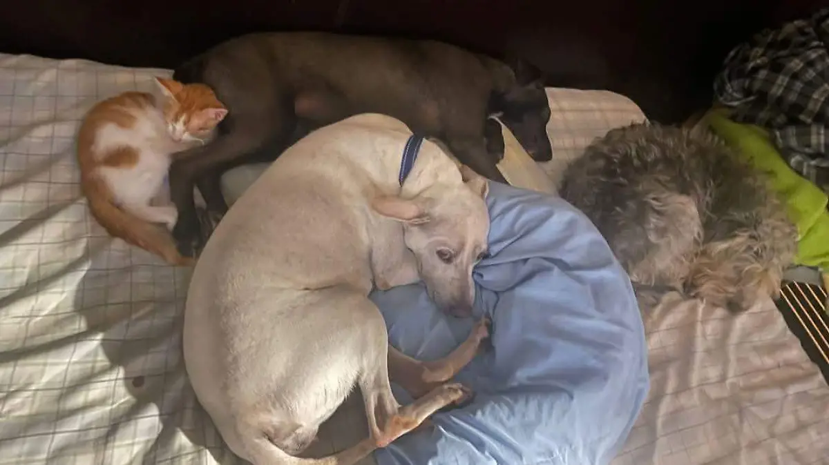 Perros a la espera de ser adoptados