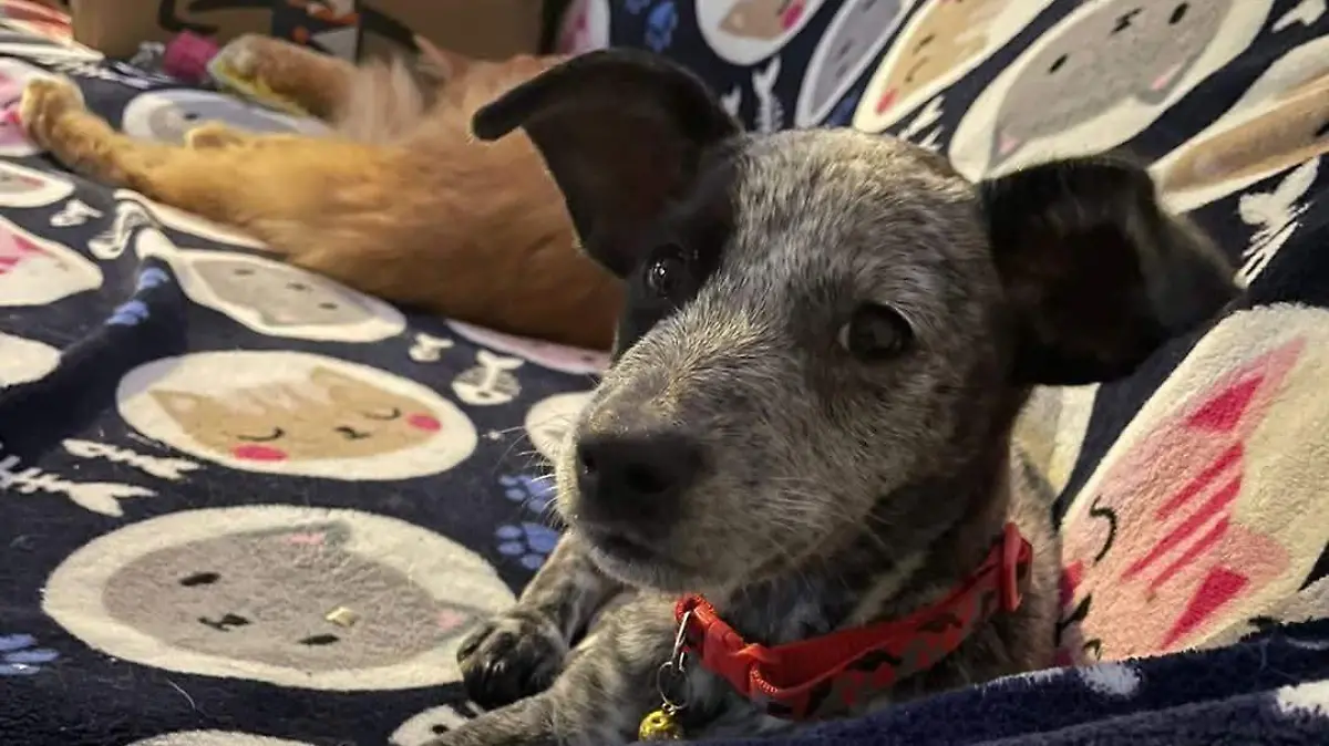 Recomiendan a dueños resguardar bien a sus mascotas