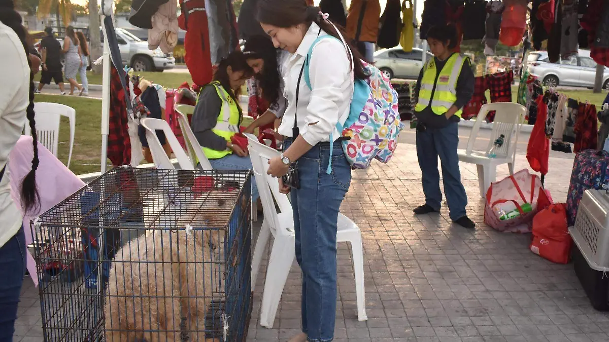 El refugio Fer Rescata actualmente resguarda 24 perros y 14 gatos