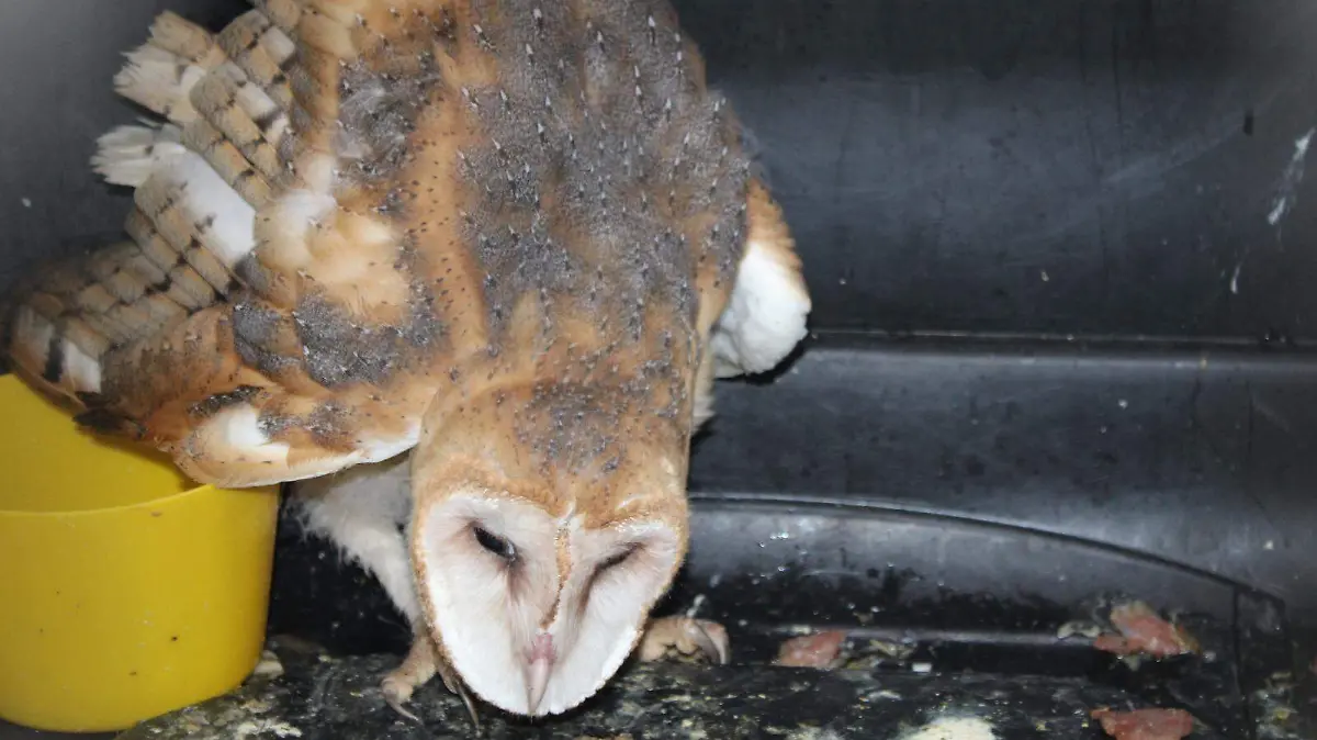 Lechuza rescatada en Altamira