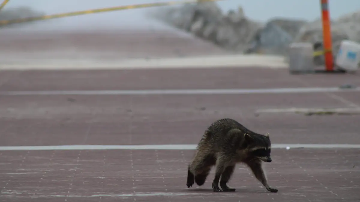 En Tampico, Ciudad Madero y la región continuará el frío durante la tercera semana de enero 