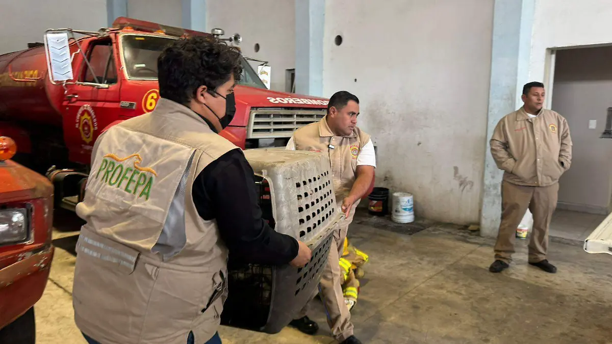 La Procuraduría Federal de Protección al Ambiente (Profepa)  evaluará el estado de salud del coyote 