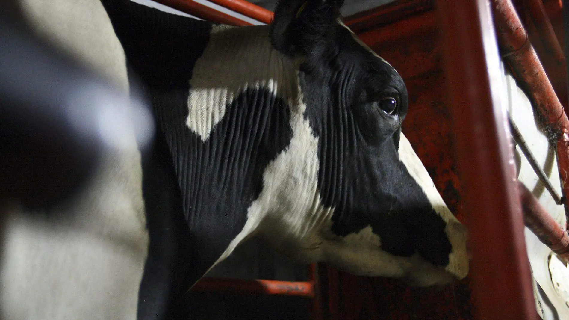 Las bajas temperaturas afectan el crecimiento del ganado, ya que los animales reducen sus porciones de alimento y agua