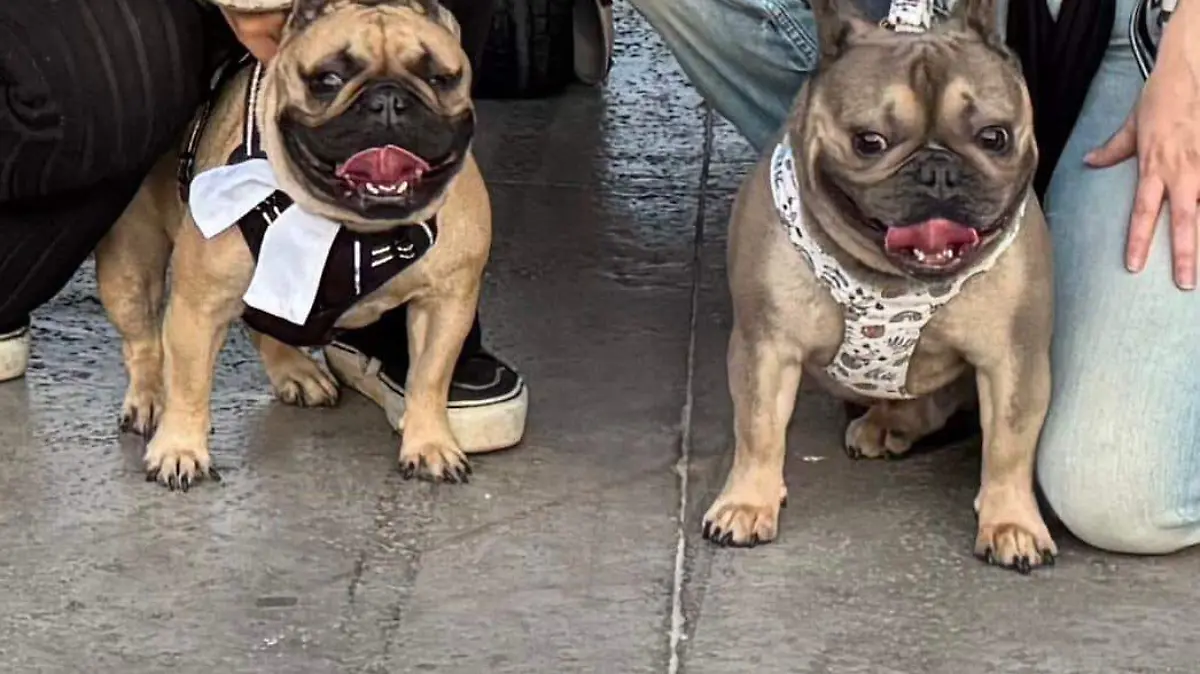 Son 49 familias y 56 perros bulldog los que integran este grupo 