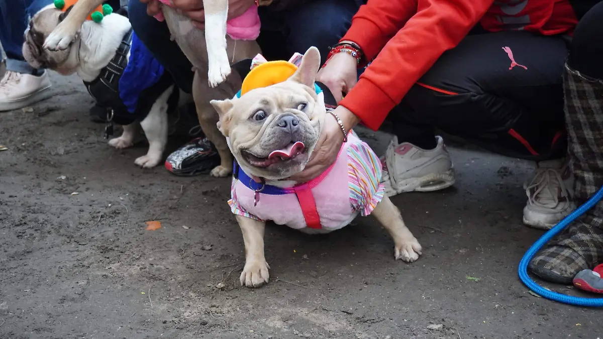El bulldog francés es un perro pequeño con orejas puntiagudas y cara achatada