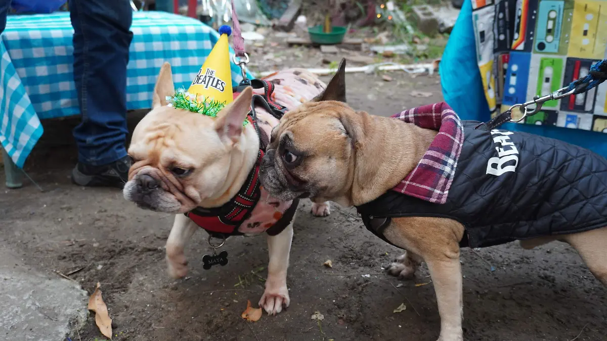 Esta raza de perritos tienen una esperanza de vida que alcanza los 14 años y pesan de siete a 12 kilogramos