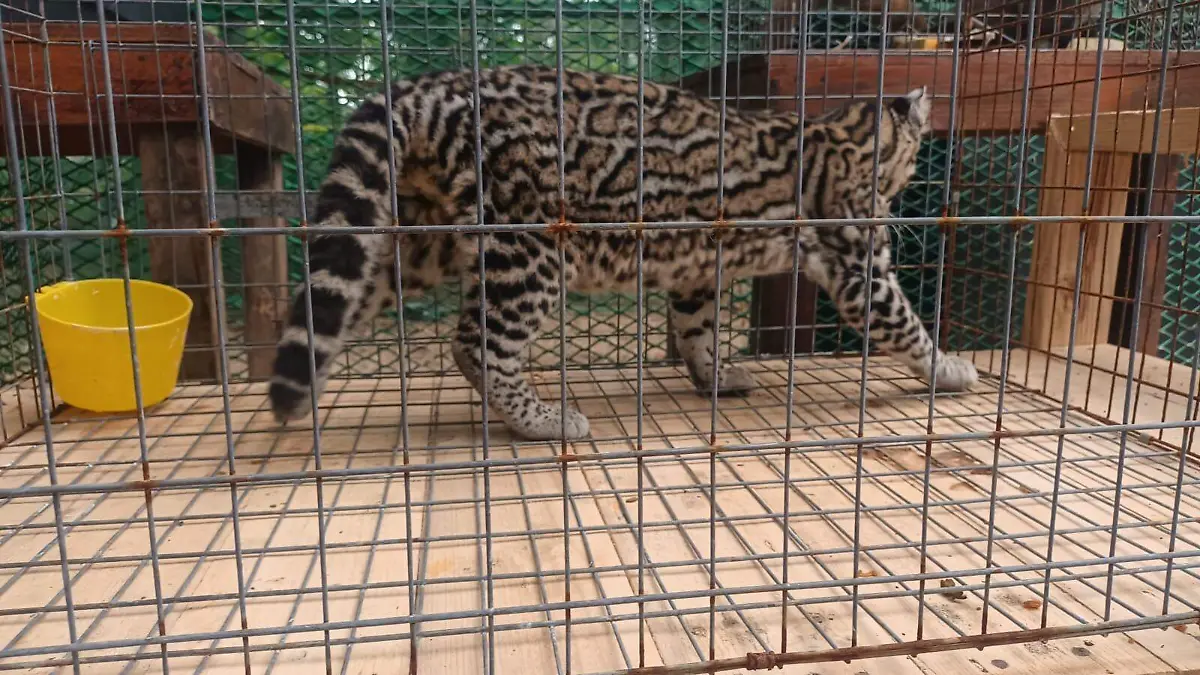 Capturan a un tigrillo en Altamira: un hecho inédito en la región