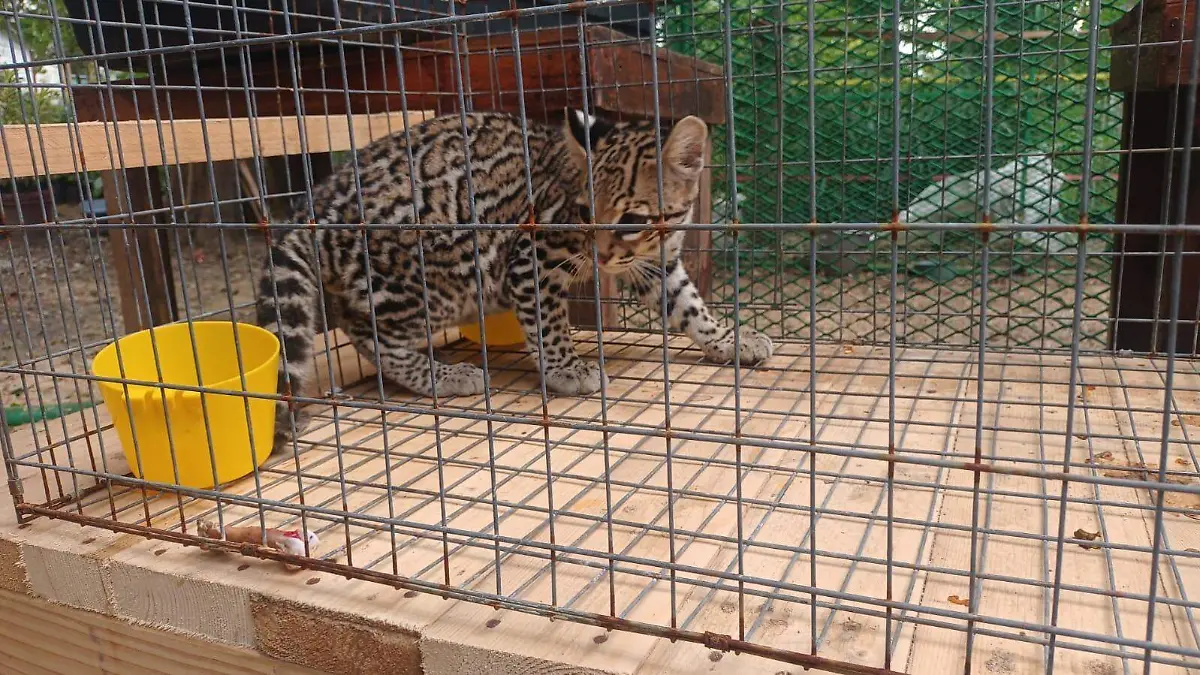Tigrillo Margay sorprende a vecinos de Altamira al merodear sus casas