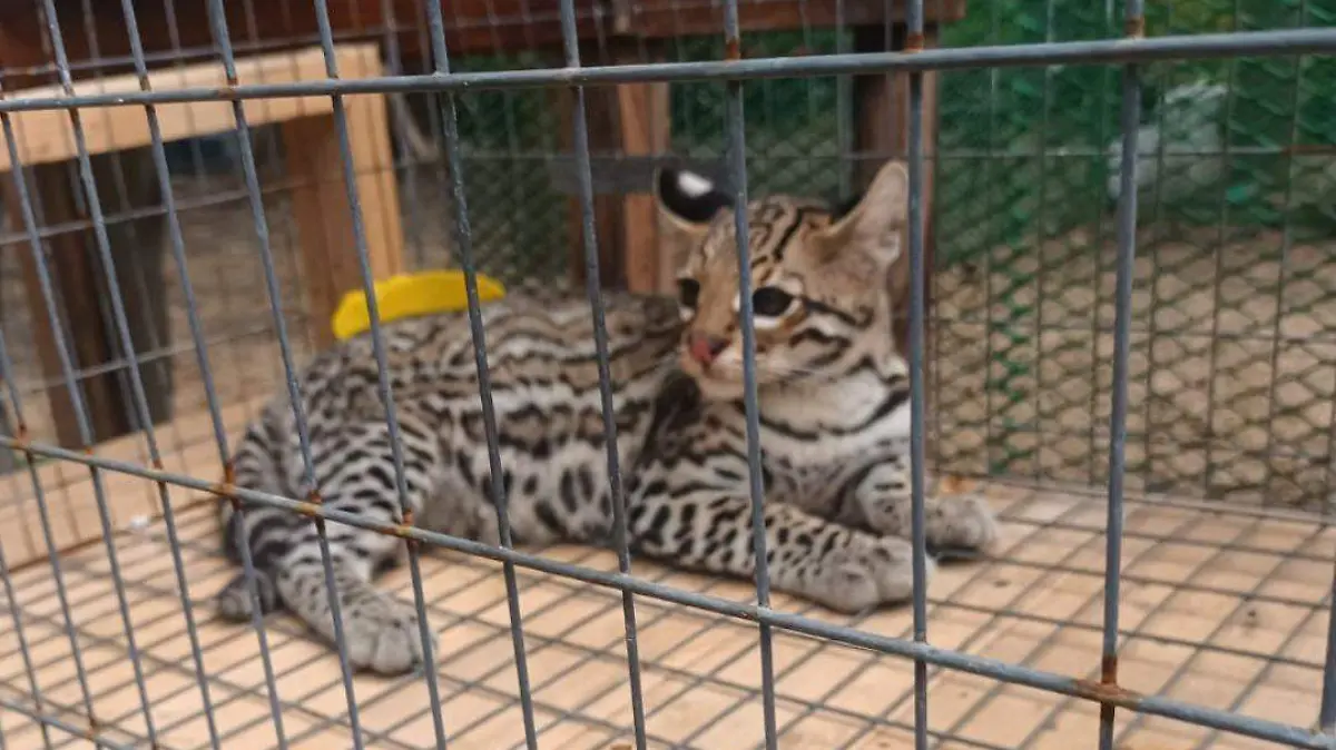 Tigrillo capturado en Altamira podría ser trasladado a zoológico; Profepa decidirá su destino