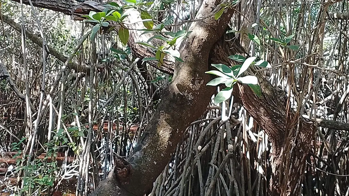 En 1554, fray Andrés de Olmos documentó diversas plantas curativas en Pueblo Viejo, Veracruz