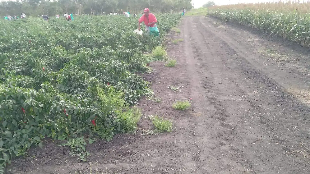 Cada hectárea de chile produce en la actualidad de 12 a 15 toneladas por corte