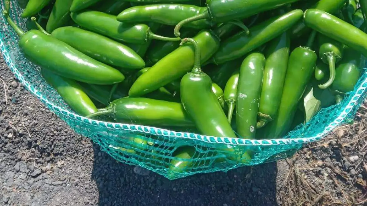 Cada hectárea de chile te produce hasta cinco cortes, en enero de 2025, las huertas que existen en Altamira van en el segundo o tercer corte de la temporada