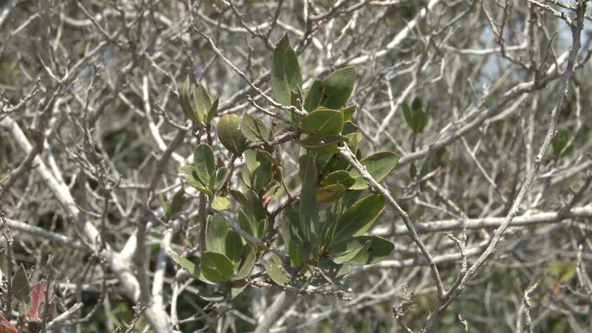 El mangle botoncillo es una de las cuatro clases de mangle que se encuentran en México 