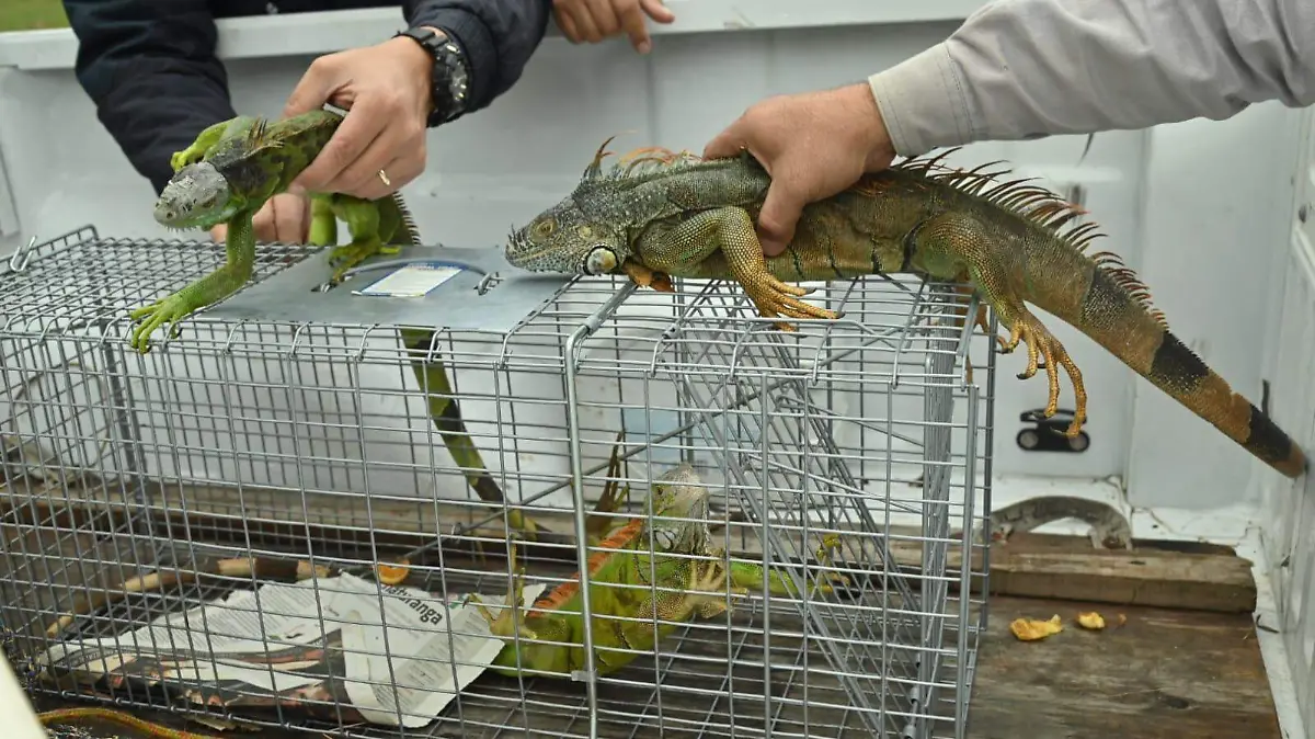 Iguanas resguardadas