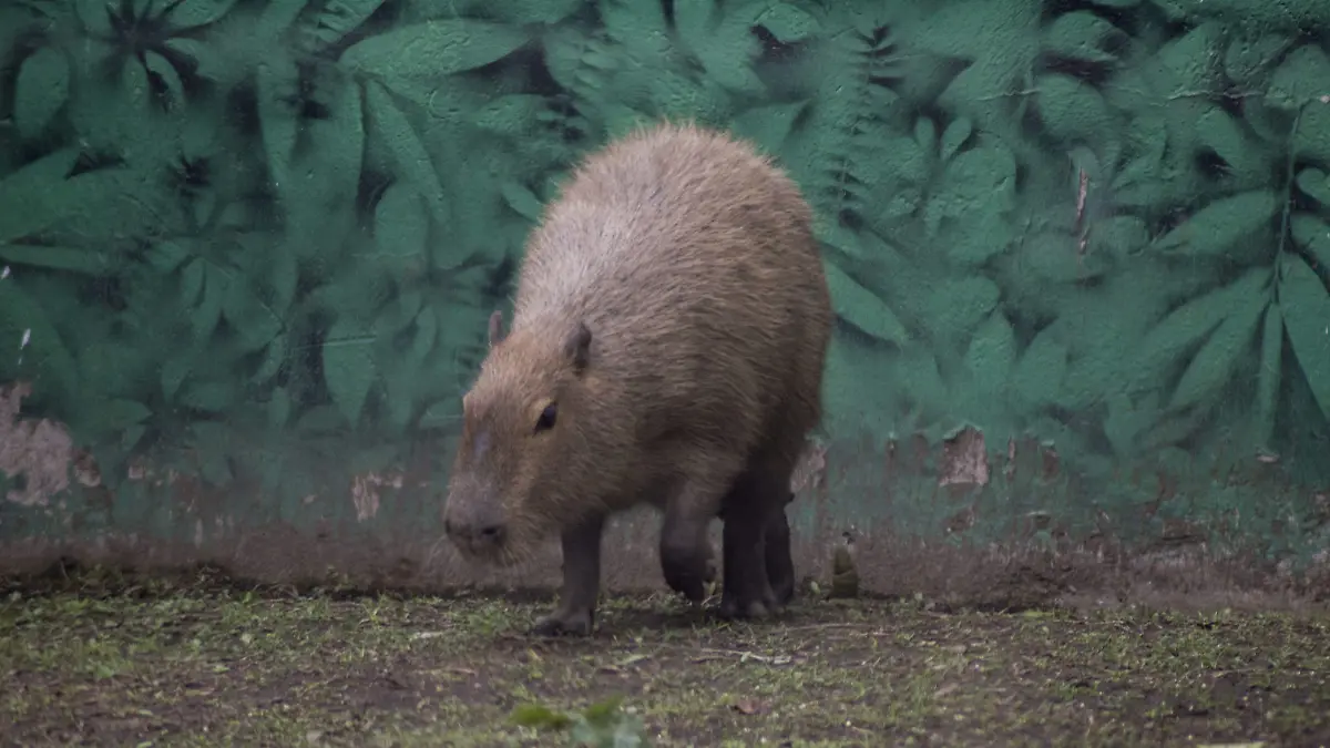 Capibara Fest 2025: el festival imperdible para amantes de los animales