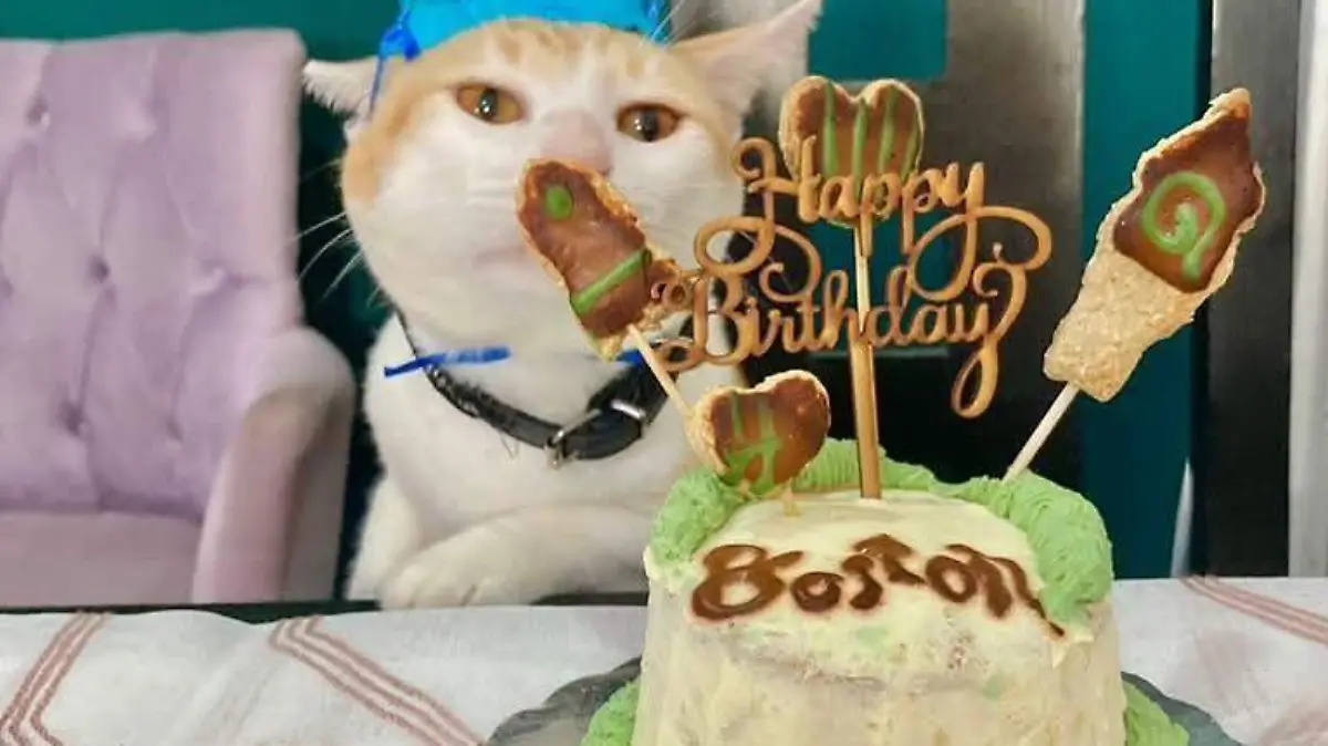 Perros y gatos pueden celebrar también tamalizas y sus cumpleaños con platillos especiales