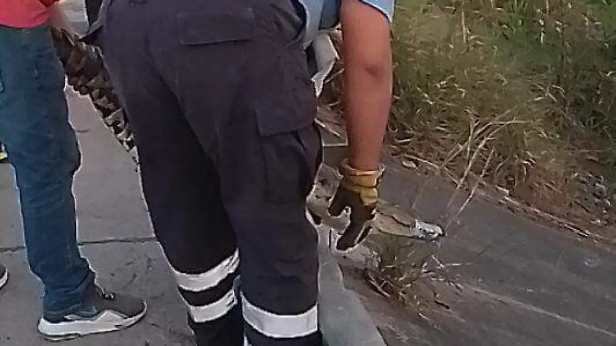 La captura y posterior liberación del cocodrilo fue realizada por los voluntarios