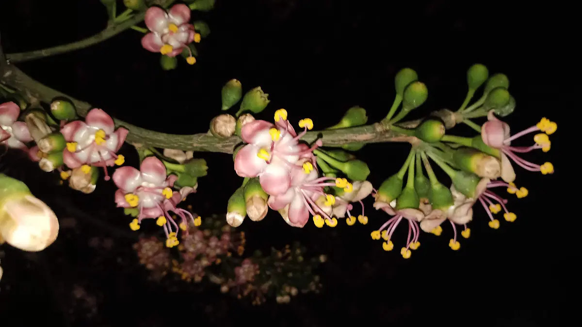 La flor del árbol de ceiba resalta en la oscuridad, durante las noches