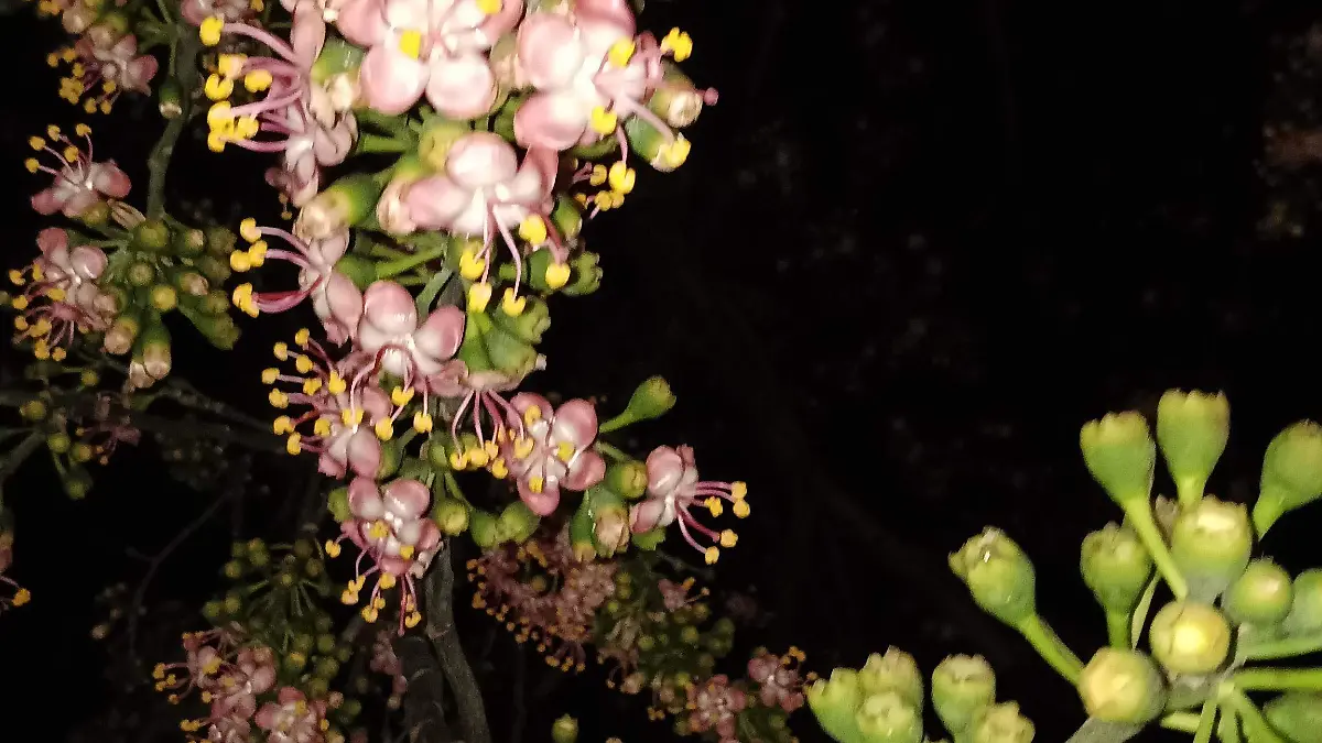 La ceiba durante las noches permite que sus flores abran para mostrar todo su esplendor