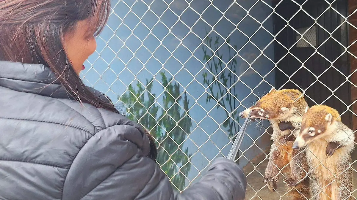 Tendrás oportunidad de ponerle nombre a una cucaracha como tu ex y alimentar a un animalito en cautiverio