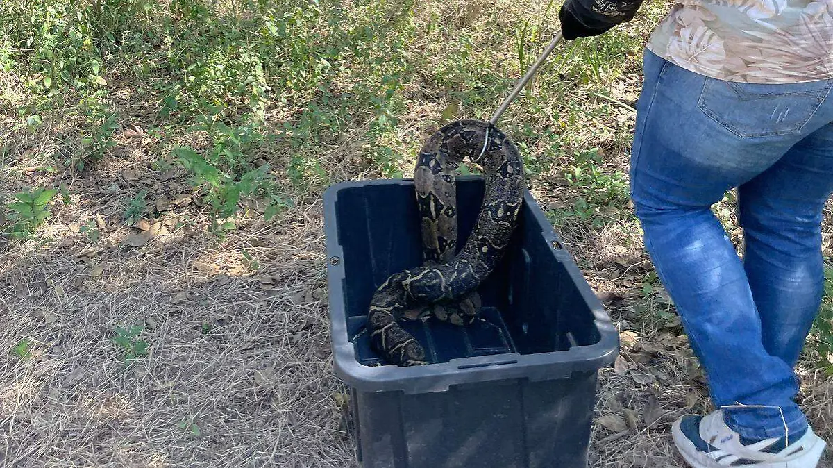 Dentro de la reserva ecológica de Altamira fue liberada la boa de dos metros de largo