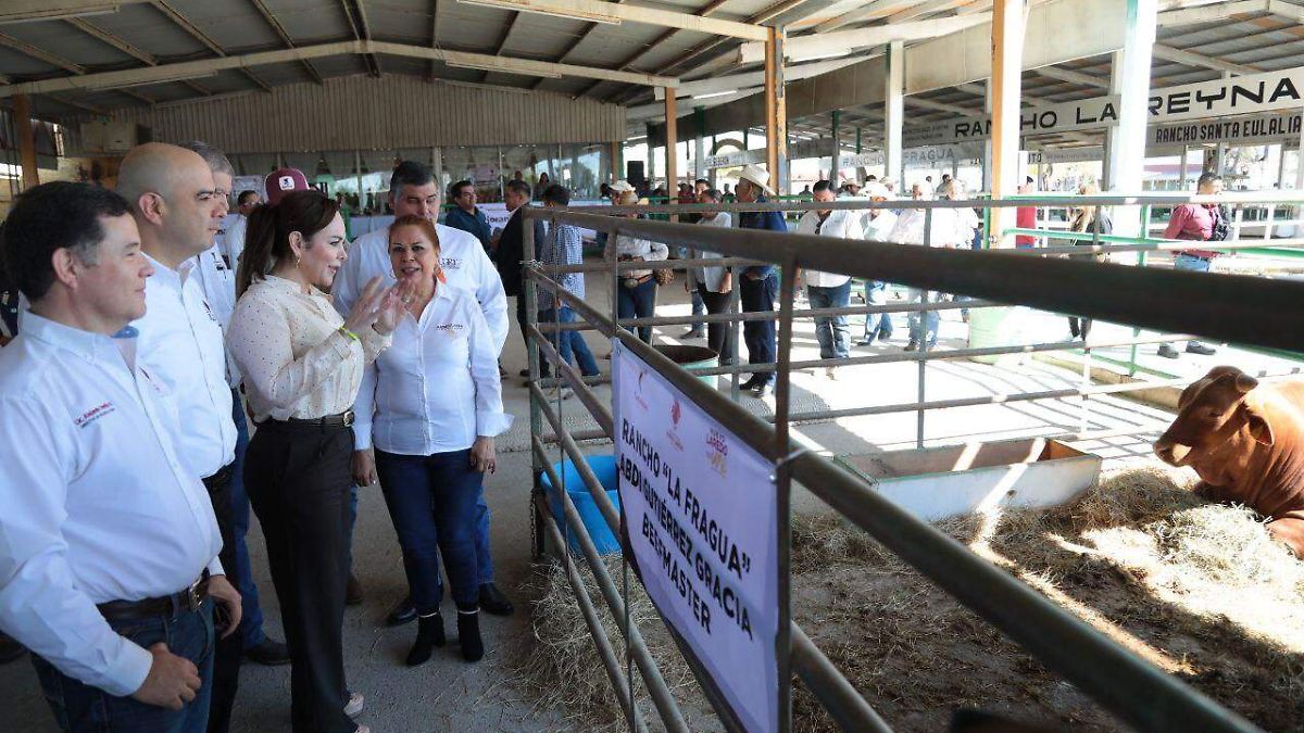 Nuevo Laredo impulsa ganadería con apoyos para mejoramiento genético de  bovinos - El Sol de Tampico | Noticias Locales, Policiacas, sobre México,  Tamaulipas y el Mundo