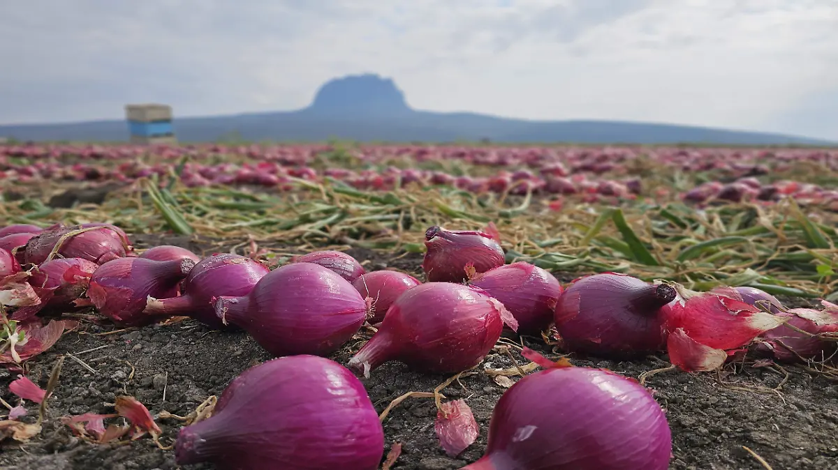Baja el precio de cebolla, venden hasta en tres pesos el kilo 