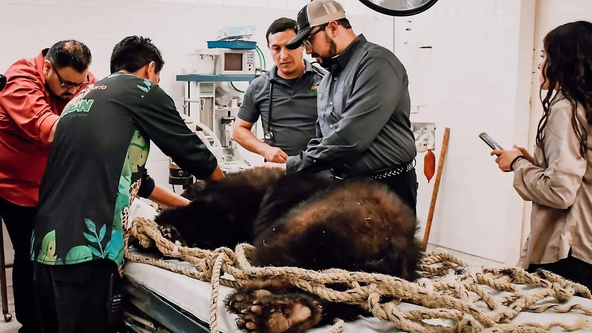 La hembra, de entre cinco a seis años de edad, presentaba una fractura en el húmero derecho y diversas lesiones dentales